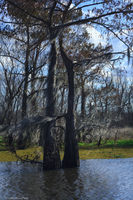 Lake Pelba Swamp