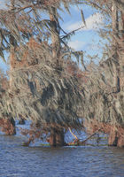 Cypress and Spanish Moss