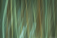 5149 Composition