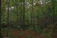 5961 Tunica Woods