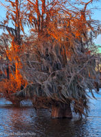 Amorphous Cypress