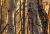 Aspen Shadows