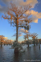 Bald Cypress, Henderson Lake