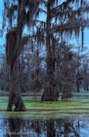 Bald Cypress Swamp