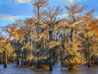 Cypress Forest, Winter