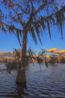 Cypress Front