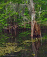 Cypress and Salvinia