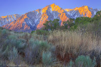 Eastern Sierra from Moffat Ranch