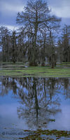 Lake Martin Reflections