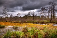Rookery Landscape