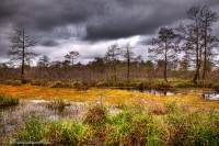 Rookery Landscape