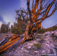 Schulman Bristlecone