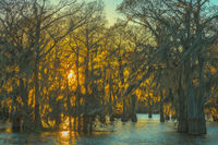 Swamp Fire 2