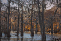 Swamp Fire