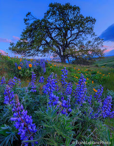 Columbia River Gorge