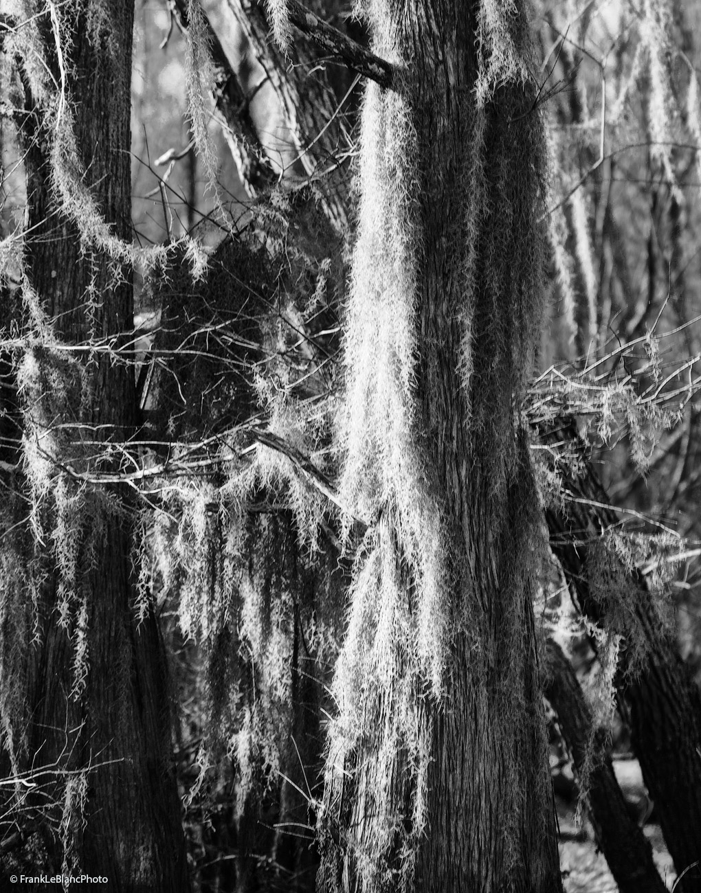 Standing trees, fallen trees and broken limbs covered with Spanish Moss creates a maze of life forms dependent on water.