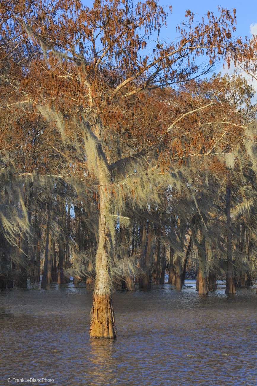 One tree stands out from the rest. The red color at the base marks the high water level and is produced by tannic acid in the...