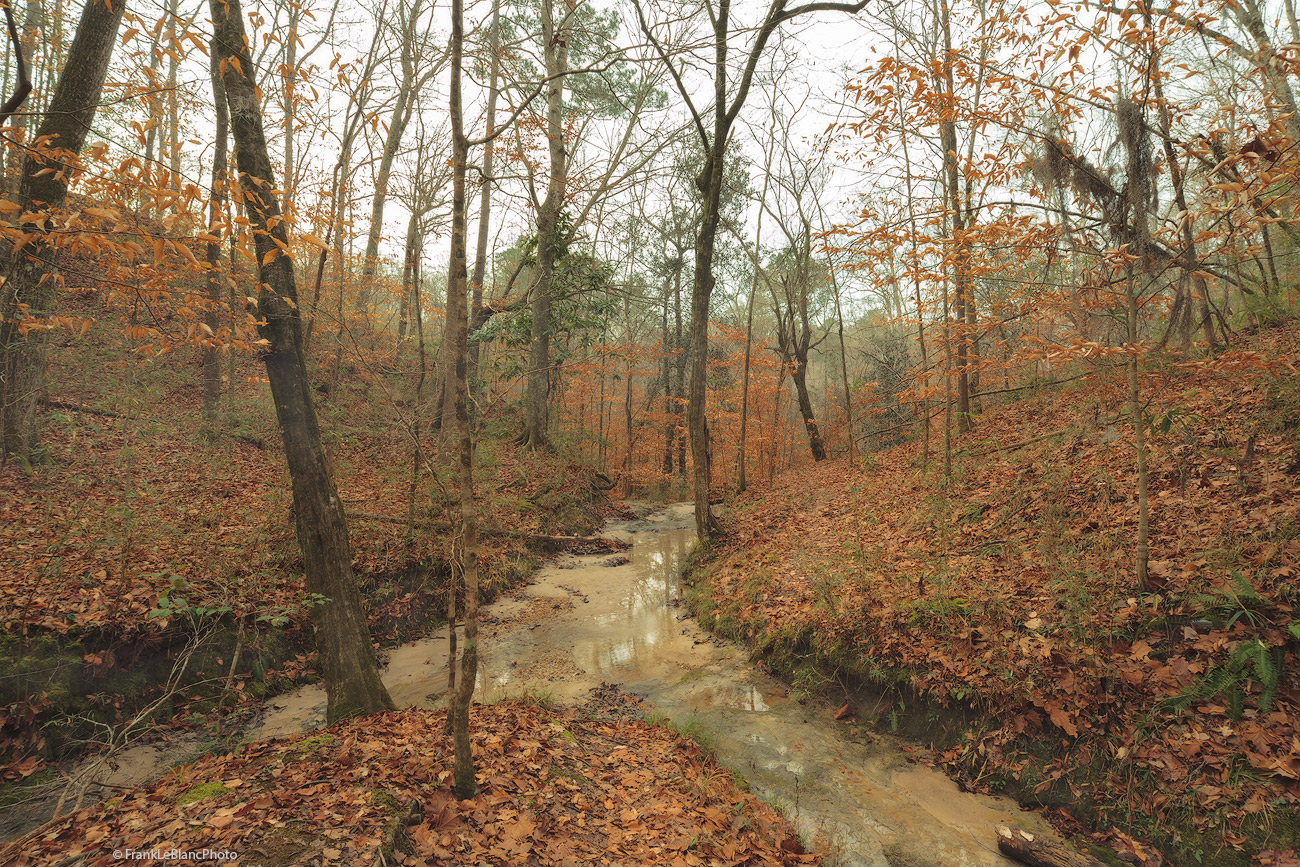 Deep into the Tunica Hills forest in January shows a fork in one of the many small creeks and drainage branches. The morning...