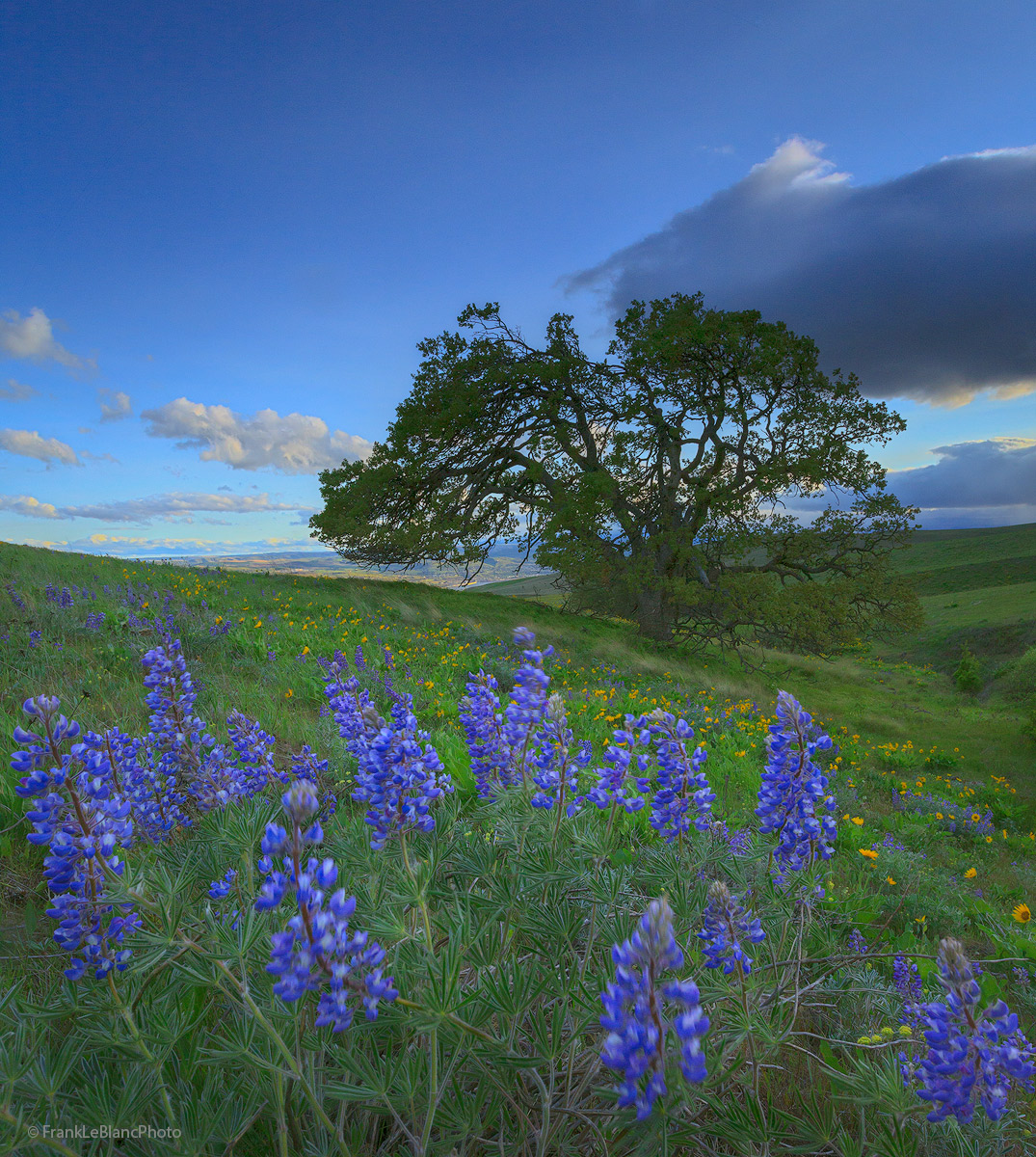 Rolling hills covered with Lupine and Balsam Root flowers and beautiful oak trees.