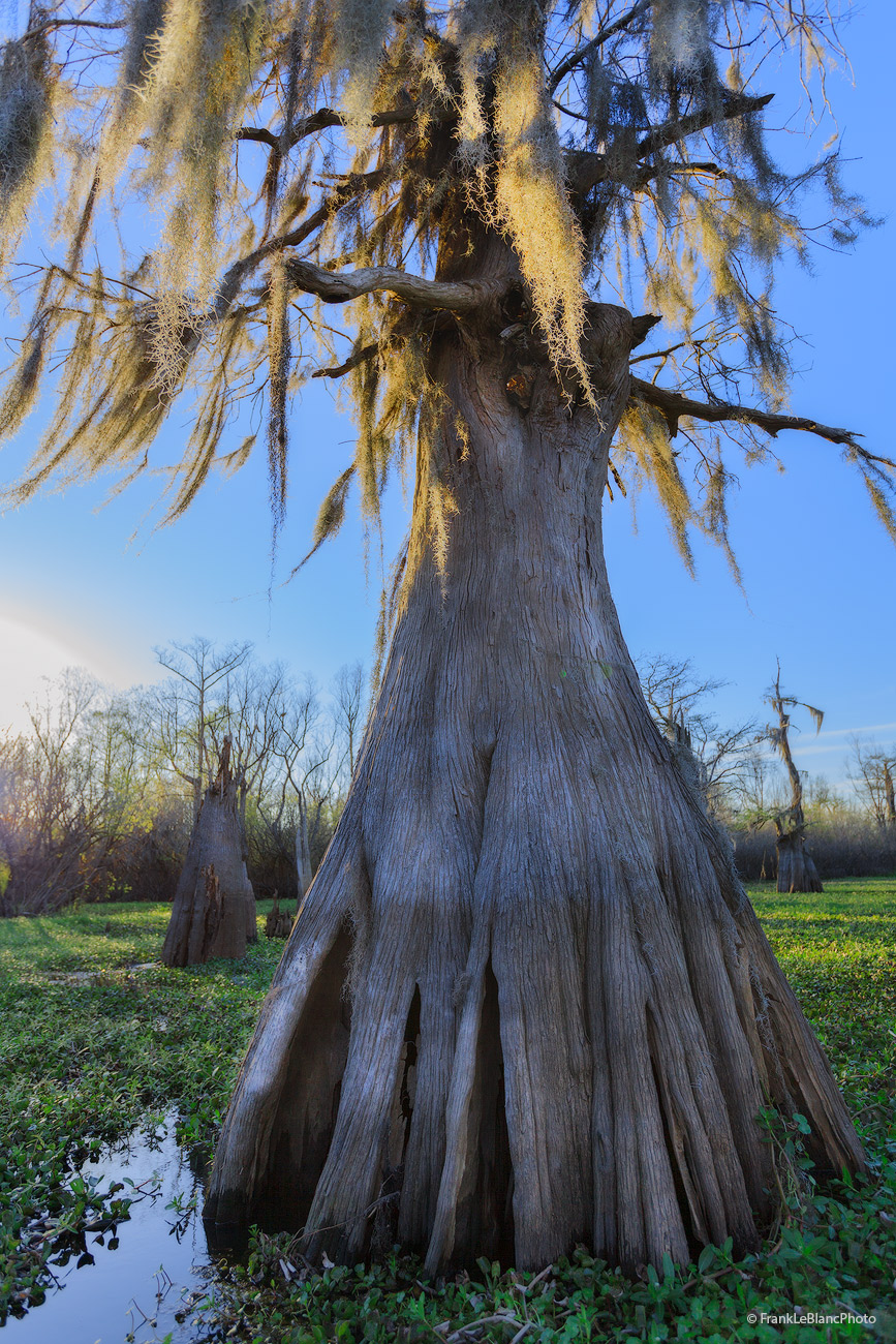 These giant cypress trees ruled the vast area known as the Atchafalaya basin. Their world was a pristine environment and none...