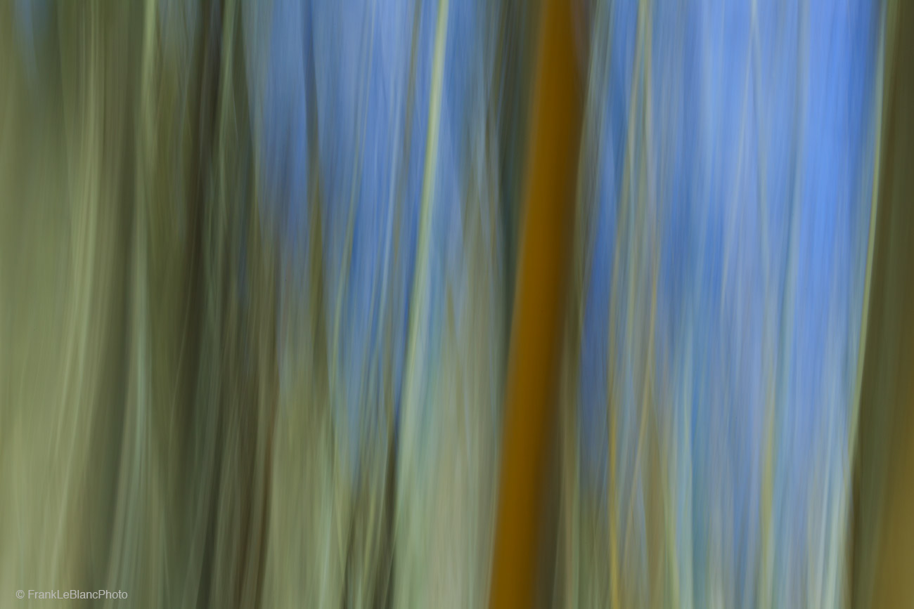 Aspen tree grove near Bishop, California