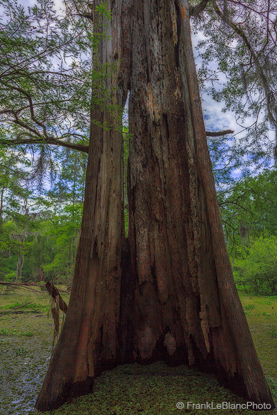 swamp, water, bayou, cypress, wildlife, river, mississippi, flood, plain, delta, alluvial