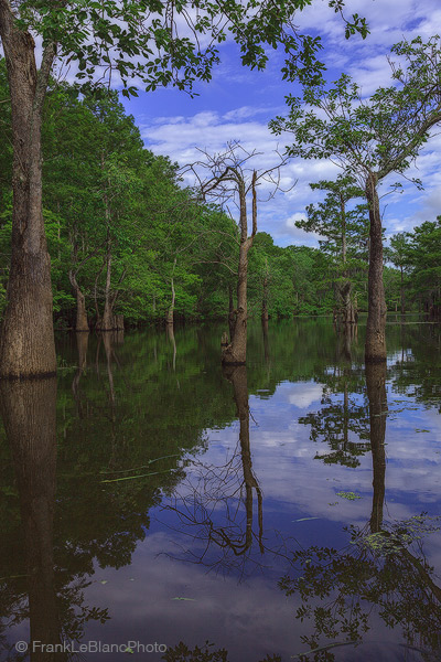 swamp, water, bayou, cypress, wildlife, river, mississippi, flood, plain, delta, alluvial