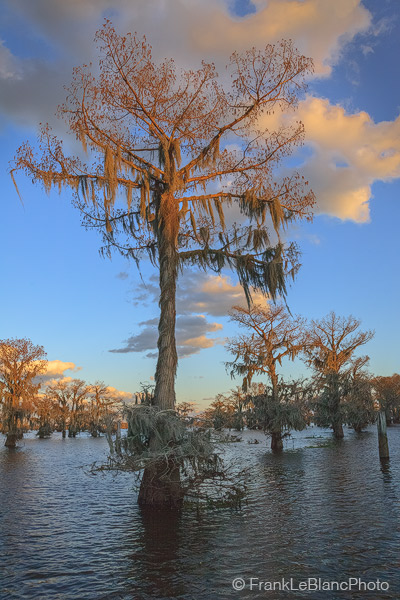 An array of bald cypress tress covered in spanish moss unfurl their banners to the wind. The Atchafalaya basin is one of America...