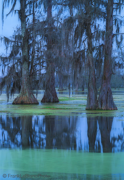 A quiet and overcast early morning view of Lake Martin with large bald cypress trees. This lake, called out on the USGS topo...