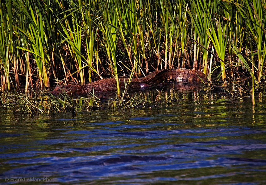 A young gator, about seven feet long, always keeping and eye out. Cold blooded animals who need lots of direct sunlight to warm...