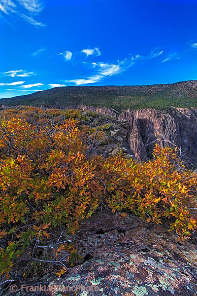 Bright colored Gambel Oak set against pastel canyon rock tones and vibrant blue sky at above 8000 feet.