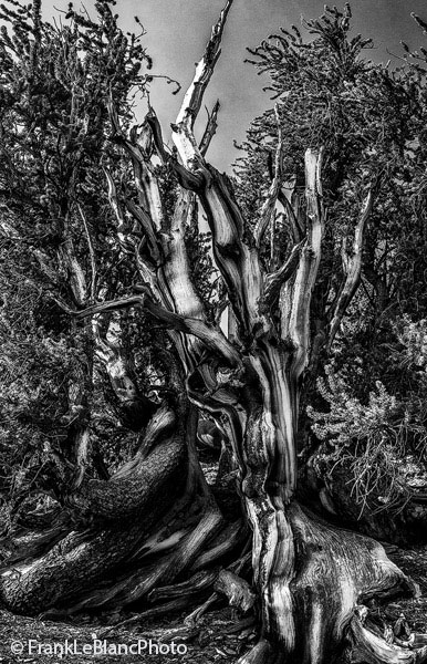 Twisted and gnarled trunk appendages intertwine with thick branches forming what gives a quick impression of being several trees...