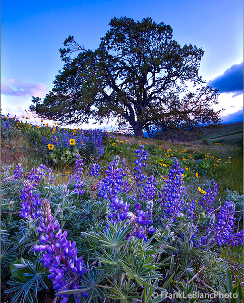 wildflowers in the rolling Columbia Hills interspersed with oak trees