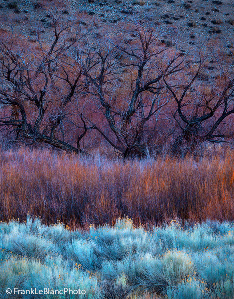 Early morning light illuminating rabbit brush, willows and burned cottonwood trees. There are many photo opportunitys awaiting...