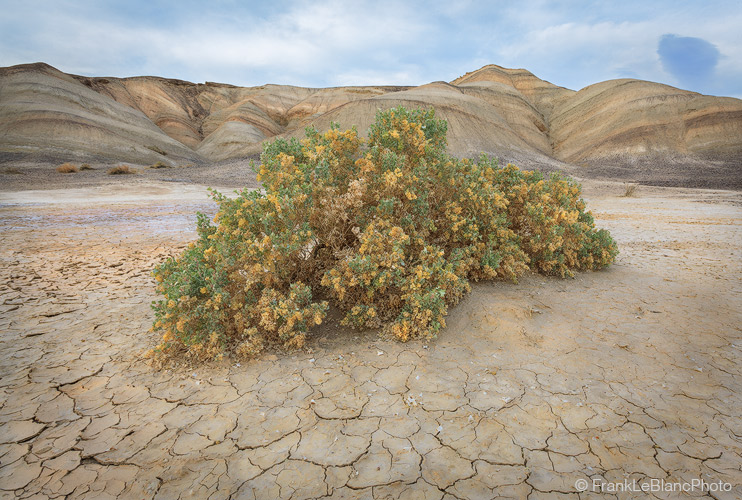 What could grow and thrive in such a rugged and unforgiving environment? We have to look at the desert holly plant. It's leaves...