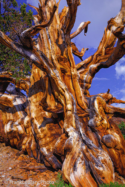 One of the oldest trees on planet earth at over 4,000 years. Bristlecones live in a world that is for trees only and when one...