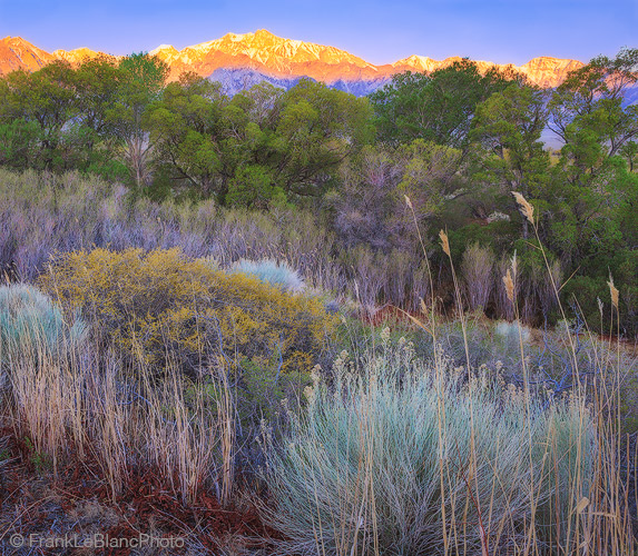 The eastern Sierra Nevada mountains rise above the trees and foliage of the Owens Valley.