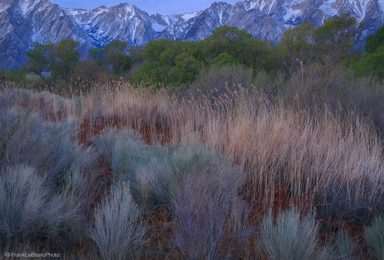 california, owens, valley, river, sierra, nevada, eastern, moutains, spring, trees, foliage, cottonwood, willow, rabbit brush...