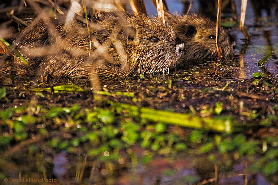 Nutria enjoy dining on water hyacinth and it appears that they have just finished a meal in the foreground. These amimals learn...