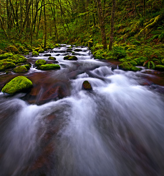 Club moss covered rainforest surrounds fast moving water.