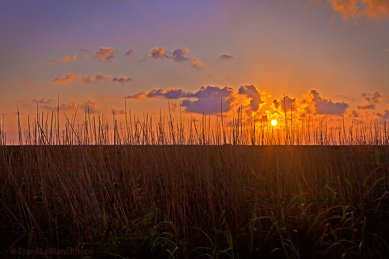 looking through tall marsh reeds as the sun rises
