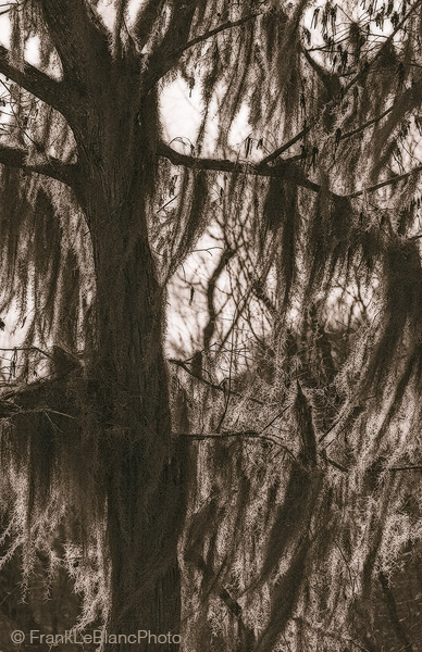 Light filters through the spanish moss, and backlights the scene, accentuating the moss in a way that resembles long beards hanging...