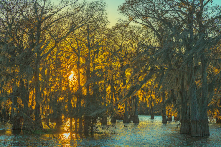 The trees along the right side of this grove appear to have tapped into a nutritional source the other trees have not, or maybe...