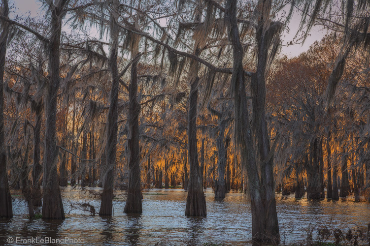 With the sun setting behind a thick bald cypress grove in Henderson swamp a brisk wind moves the moss out and away from the trees...