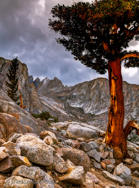 Trees and Spires