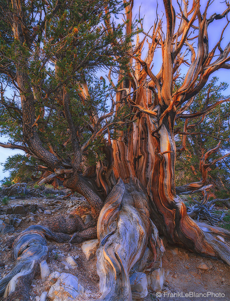 Bristlecone Pine in the Schulman Grove of the Ancient Bristlecone Pine Forest in the White Mountains of California and Nevada...