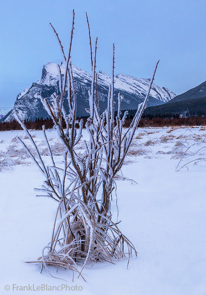 Frozen conditions near Vermillion Lakes finds a small tree clinging to life, and from the appearance of buds on the upper branches...