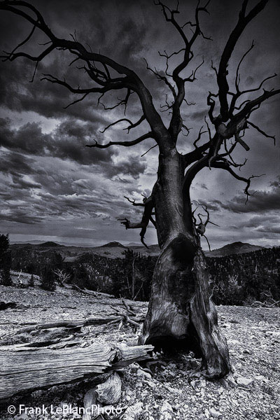 After having been striken by lightning, this tree appears to be reaching for the sky. The mountains in the background extend...