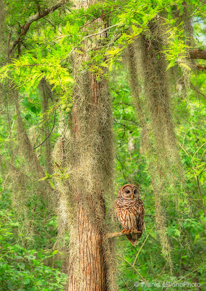 An owl comes out of nowhere from the shadows of the deep-water swamp (in spring the water level is high as the basin is fed by...